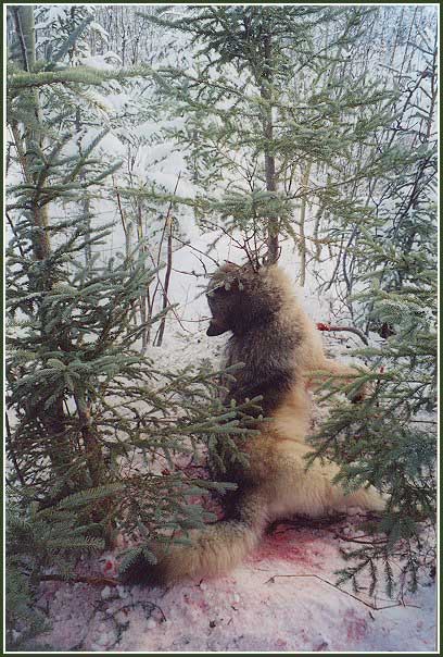 piege loup 2